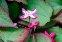 Горянка – удивительный цветок эльфов