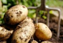 Урожайность картофеля и как ее повысить — советы опытных огородников Какая урожайность картофеля с 1 га